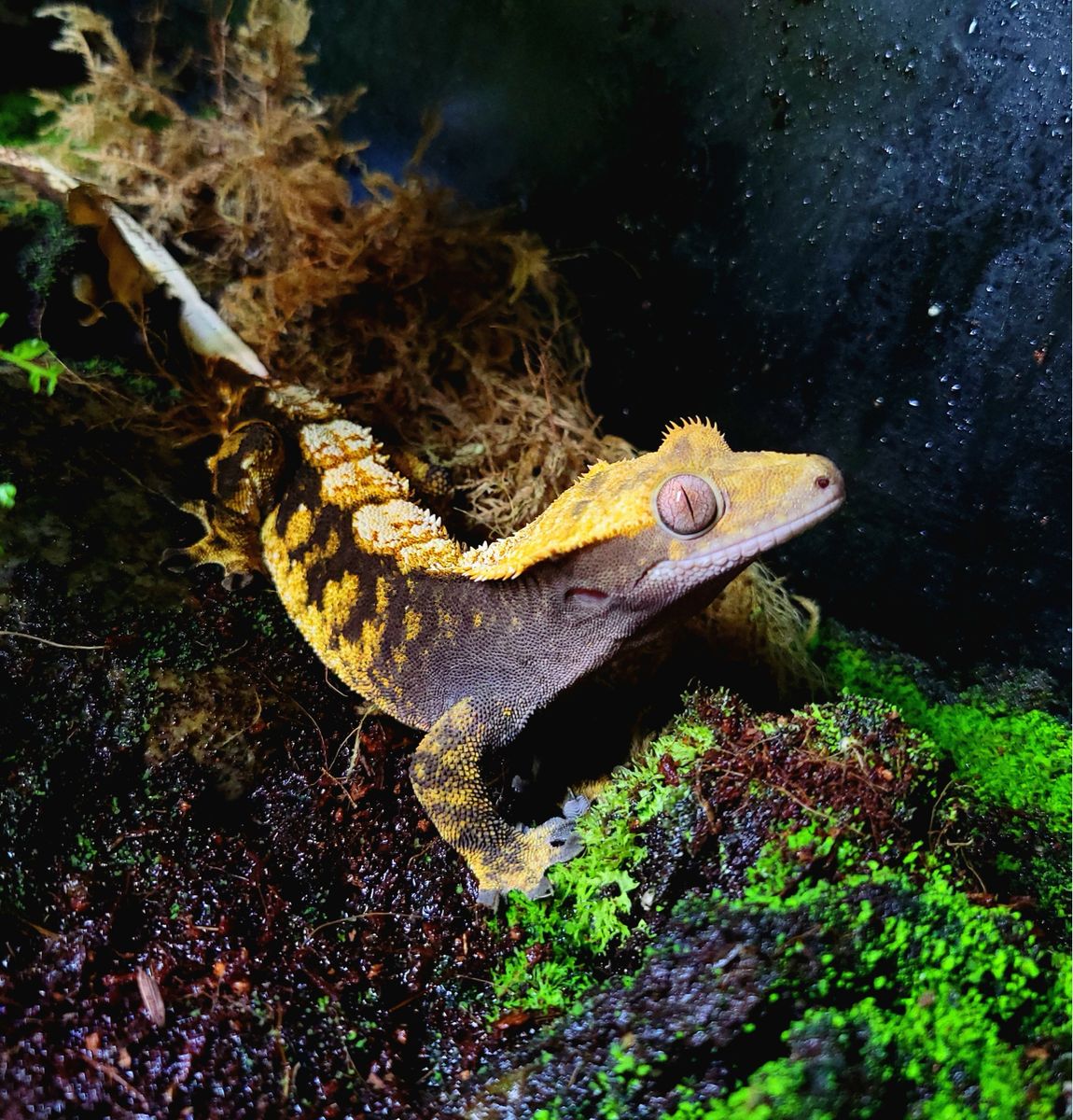 Crested Gecko