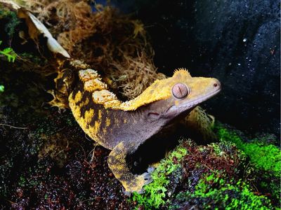 Crested Gecko