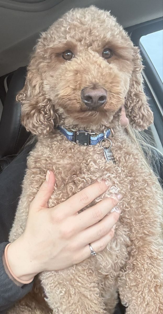 Rehoming Mini Goldendoodle