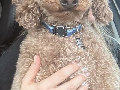 Rehoming Mini Goldendoodle