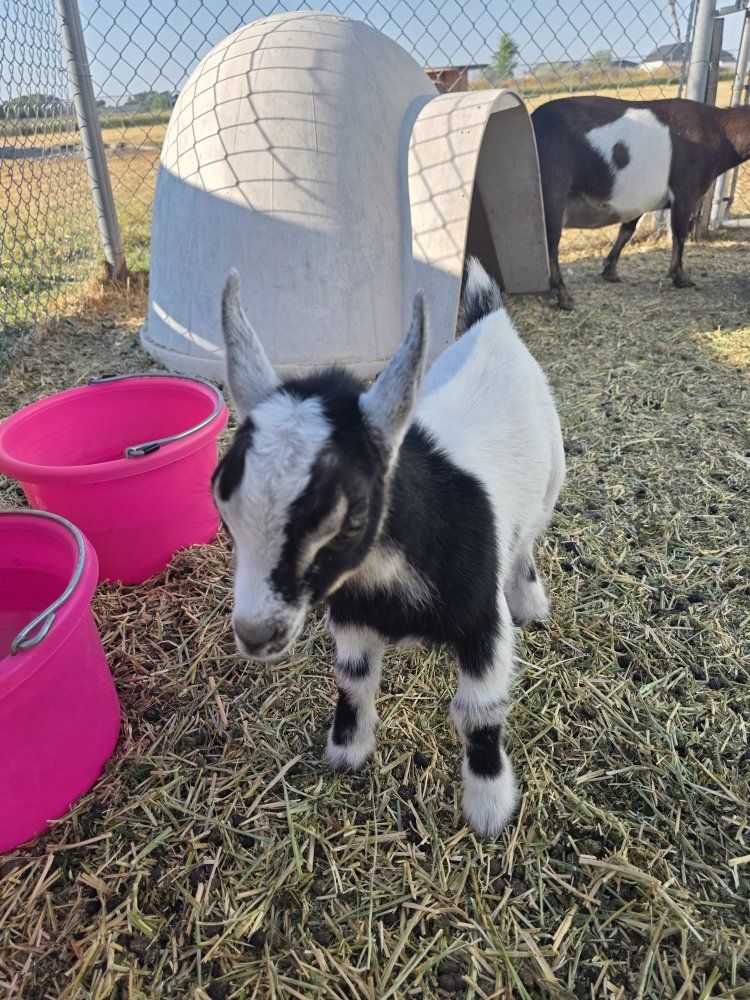 Baby Goats - Black and White Goa