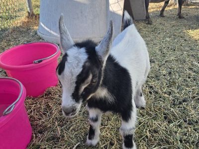 Baby Goats - Black and White Goa