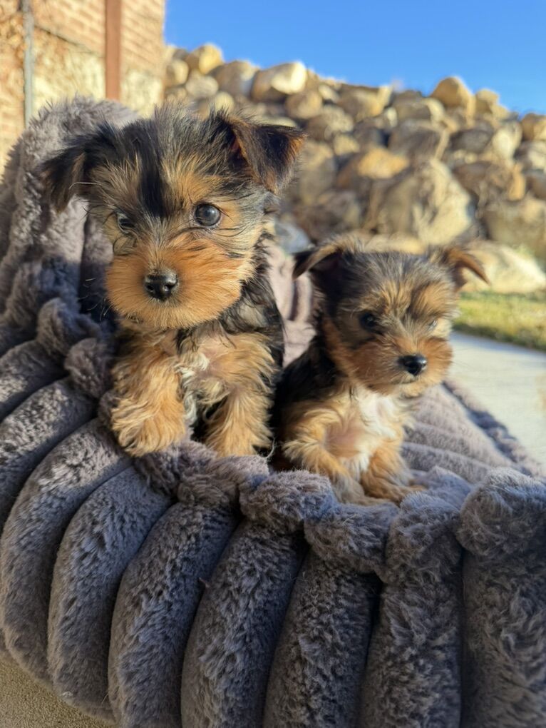 AKC Teacup  Yorkshire Terrier Yorkie