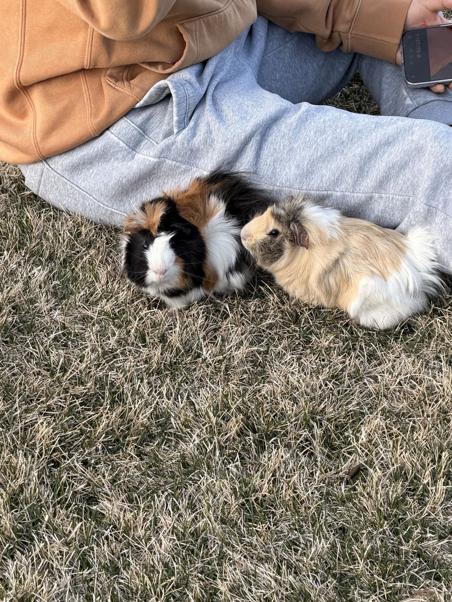 Pair of Guinea Pigs