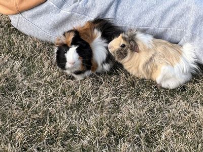 Pair of Guinea Pigs
