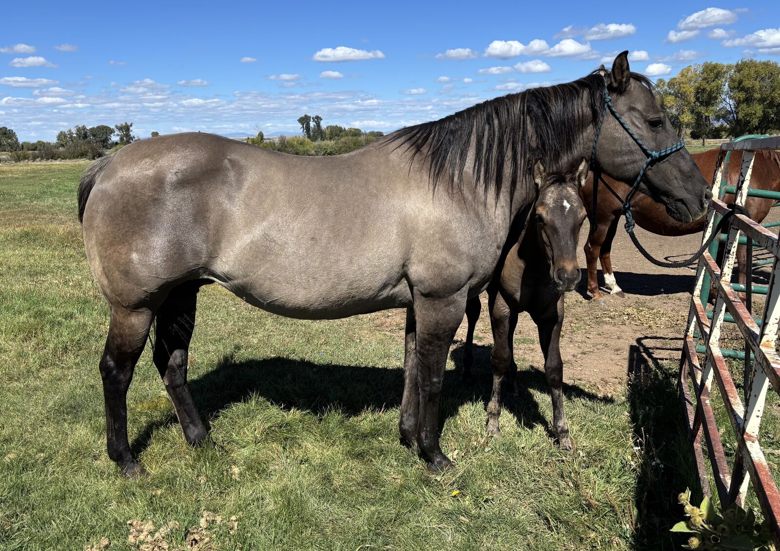 2008 AQHA Grulla Broodmare "Pixie"