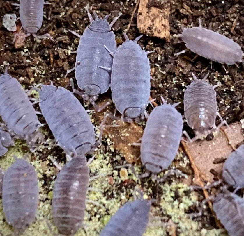 Powder Blue Isopods