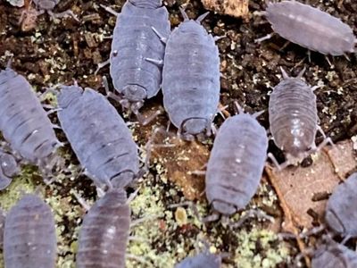 Powder Blue Isopods