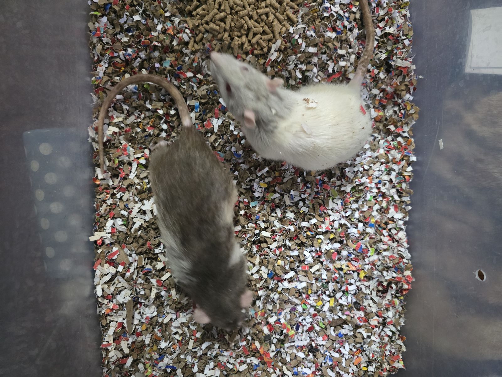 Male rats