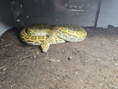 RTB Hypo het pied het labyrinth