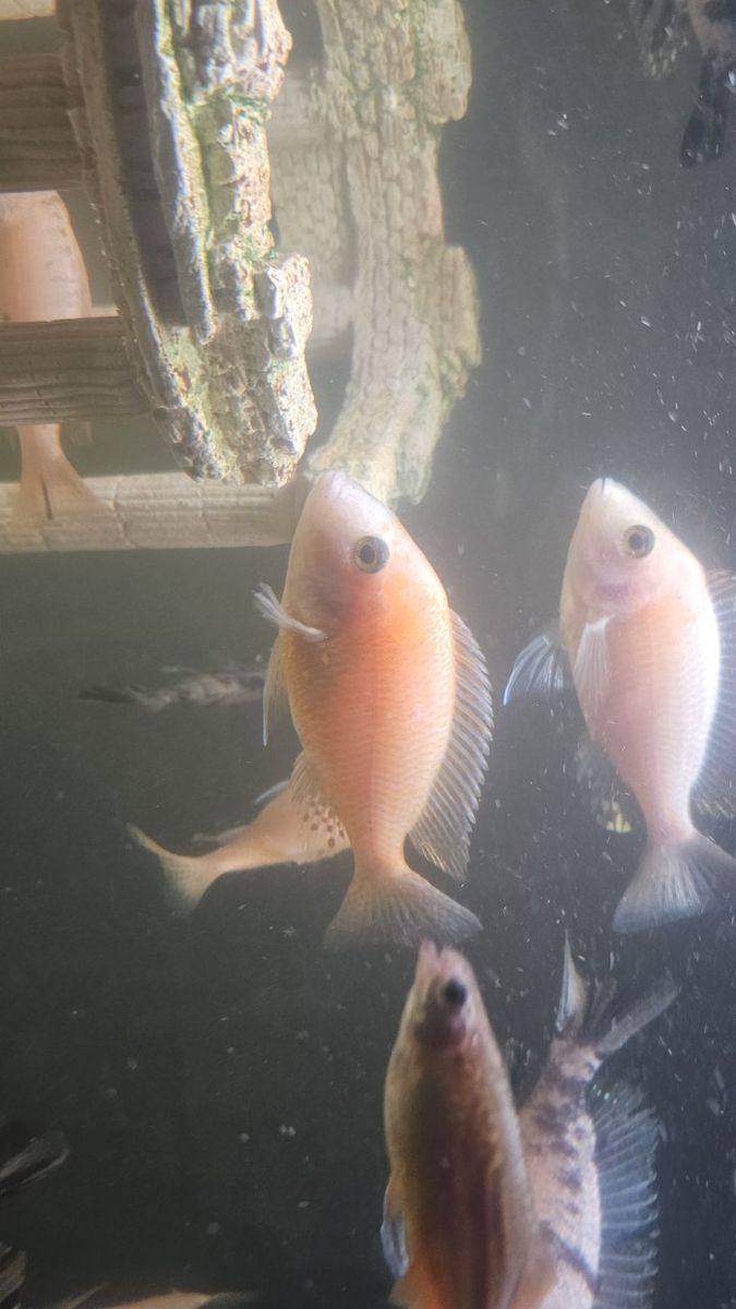 OB and Peacock Cichlids: 3-5 inches and BEAUTIFUL