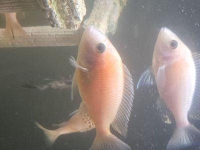 OB and Peacock Cichlids: 3-5 inches and BEAUTIFUL