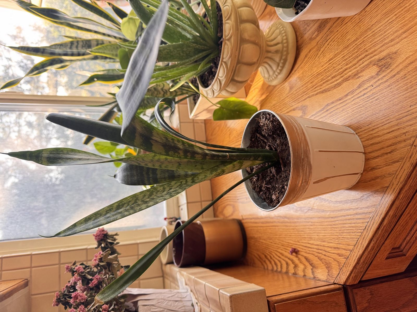Snake Plant (Sansevieria Kirkii) - 21 Inches, Mottled Leaves
