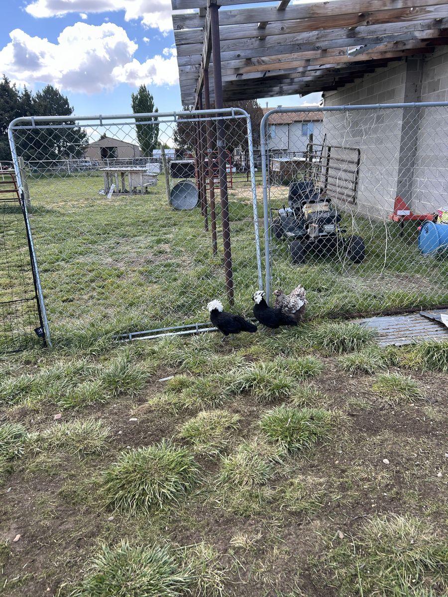Polish Hen 15 weeks