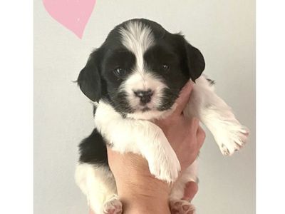 2 Cavalier King Charles x Pomeranian puppies! AKC Parents