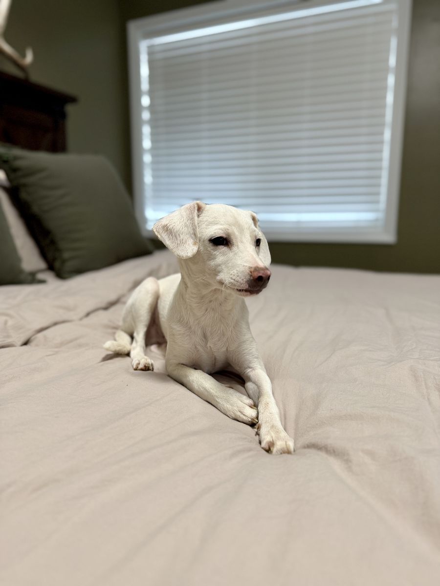 Chihuahua/Lab mix