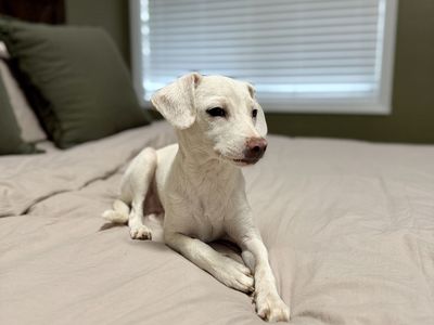 Chihuahua/Lab mix