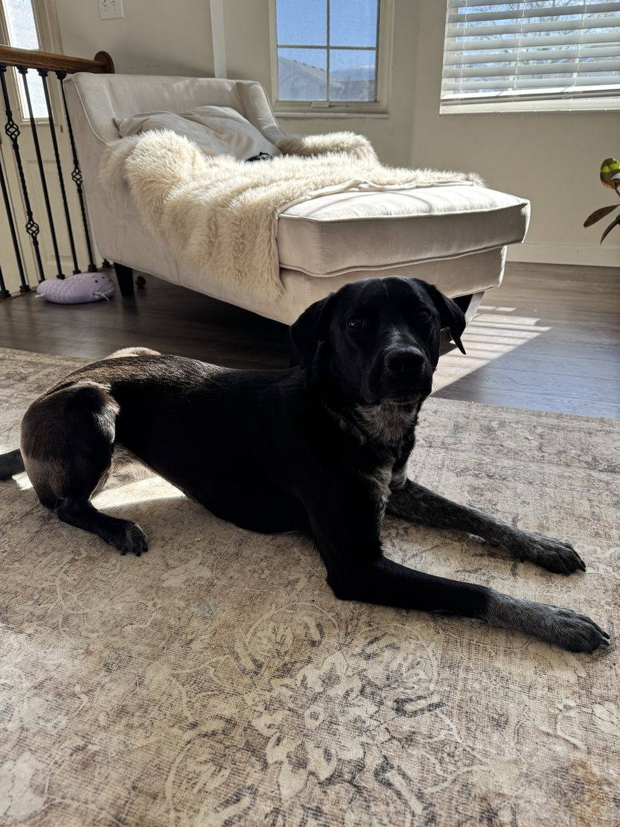 Sweet Catahoula leopard dog