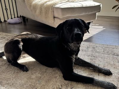 Sweet Catahoula leopard dog