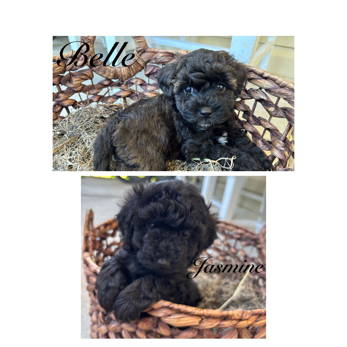 Adorable Toy/Mini Cockapoo Puppies - Belle & Jasmine - Hypoallergenic, Ready for New Homes