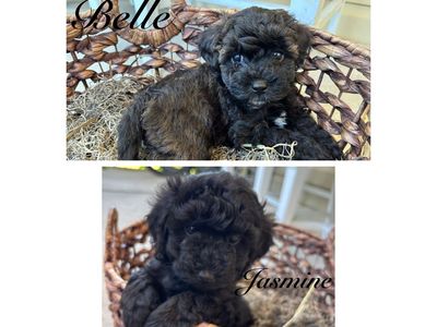 Adorable Toy/Mini Cockapoo Puppies - Belle & Jasmine - Hypoallergenic, Ready for New Homes