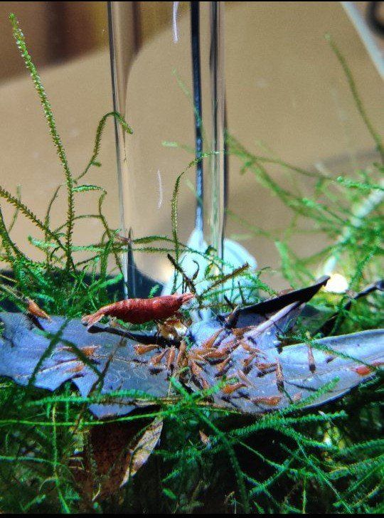 Fire Red grade cherry shrimp