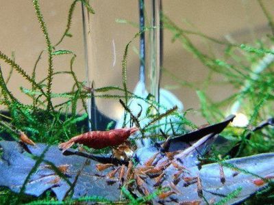 Fire Red grade cherry shrimp