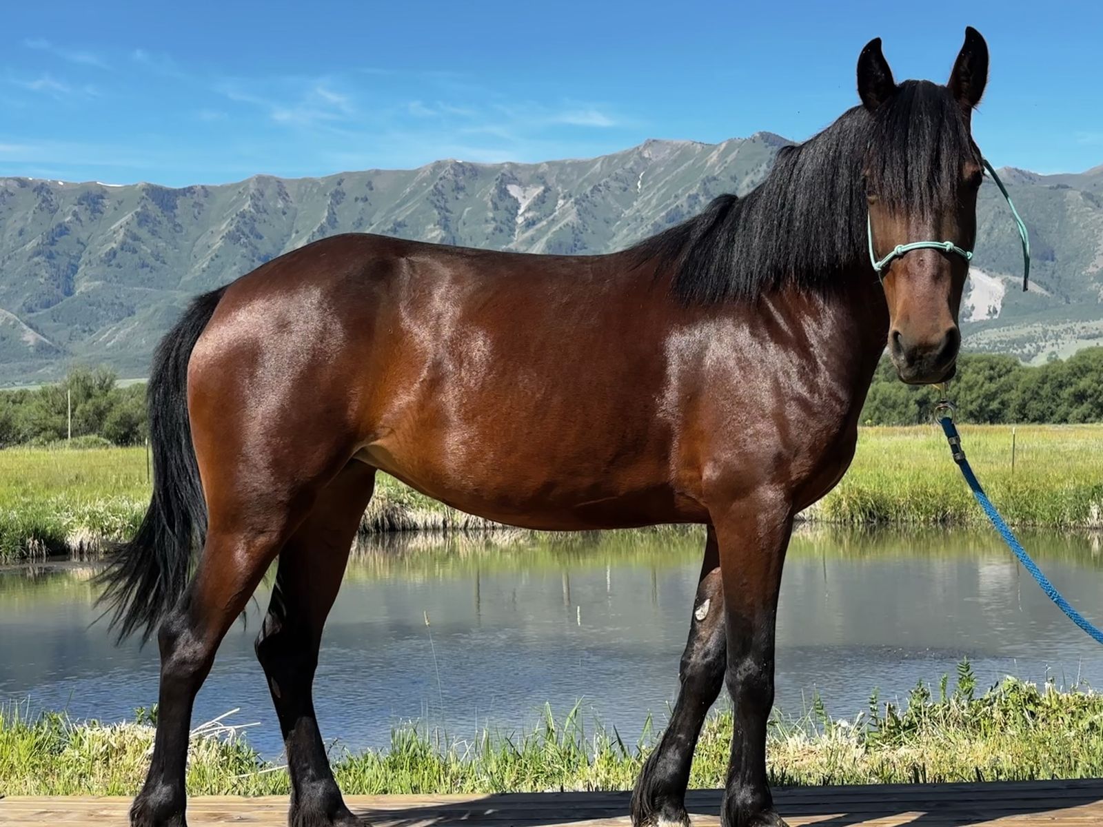 Beautiful 6 year old Bay Mare - Well-Tempered & Ready for a New Home