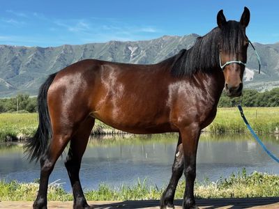 Beautiful 6 year old Bay Mare - Well-Tempered & Ready for a New Home