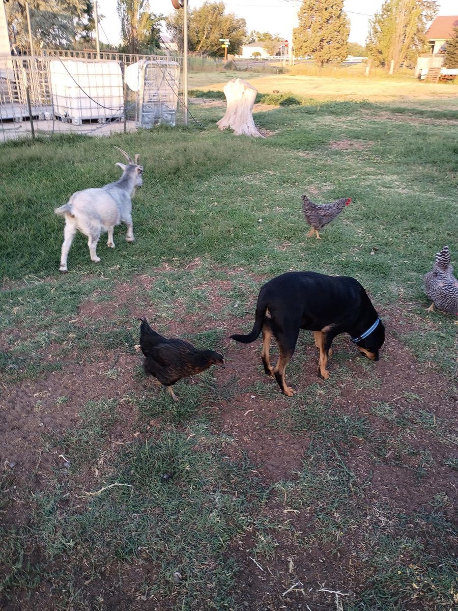 4-month-old pullet chickens, black sex-link