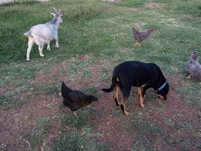 4-month-old pullet chickens, black sex-link