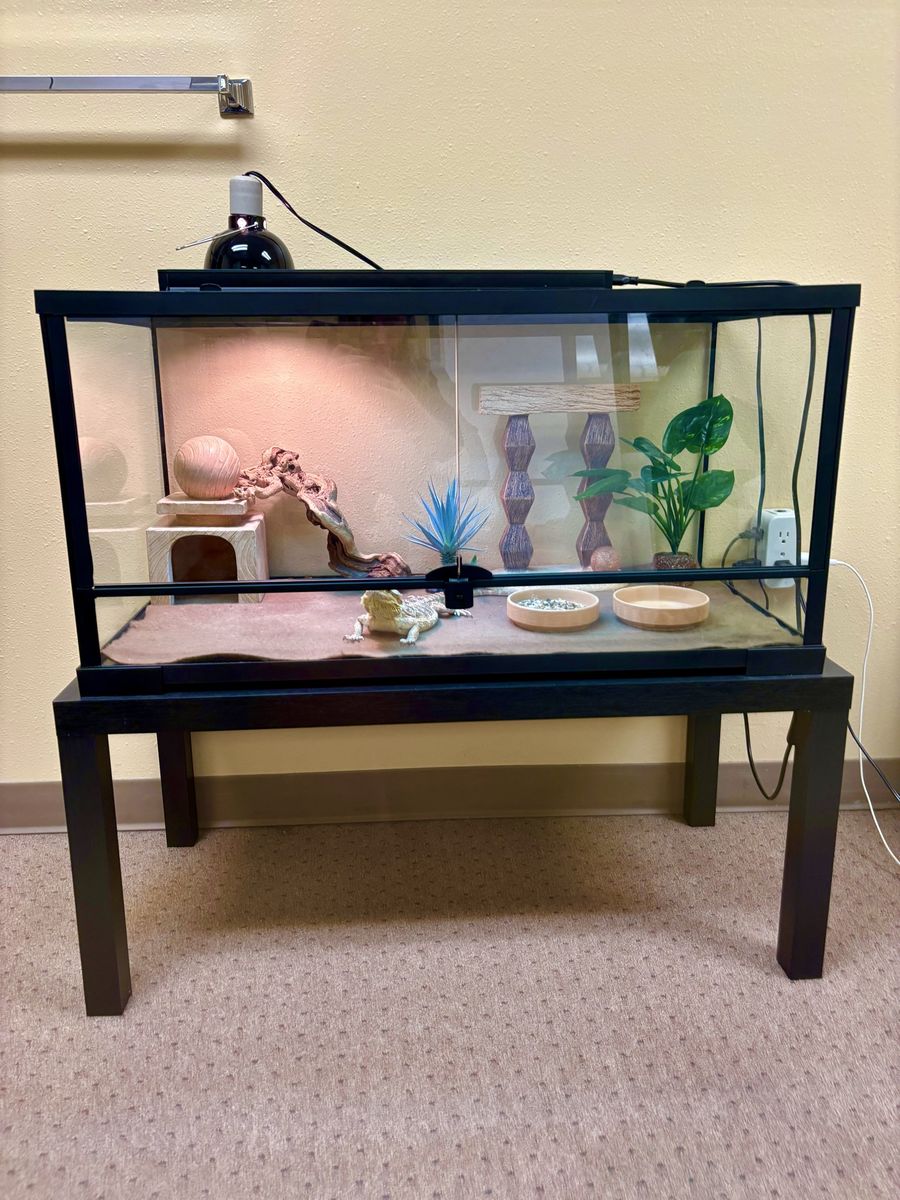 NEED GONE ASAP! 40 Gallon Front-Opening Reptile Tank + Stand + Full Setup! 🦎 OBO