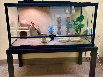 NEED GONE ASAP! 40 Gallon Front-Opening Reptile Tank + Stand + Full Setup! 🦎 OBO