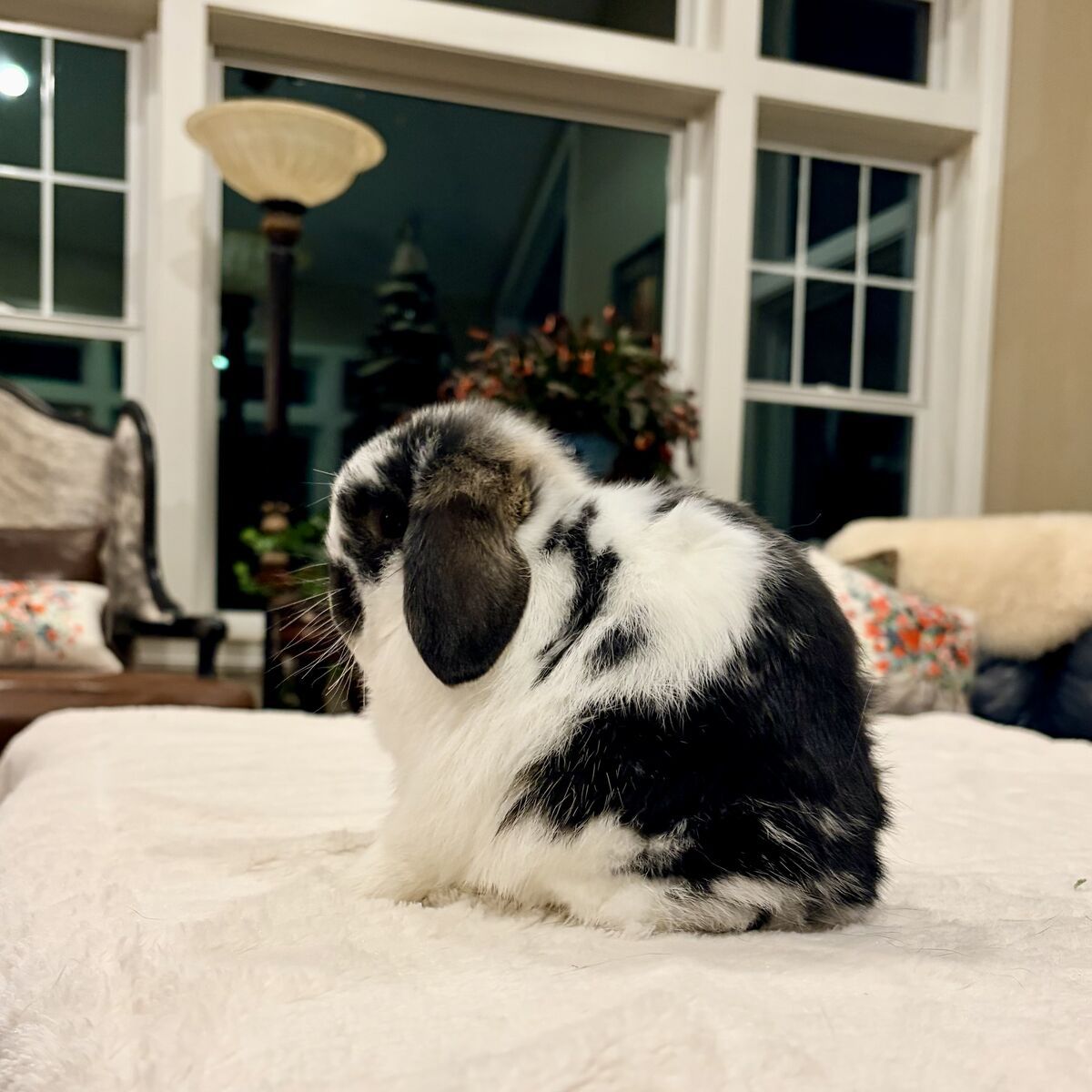 Jr Show Holland Lop Buck