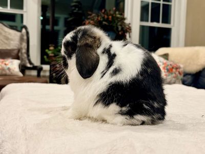 Jr Show Holland Lop Buck