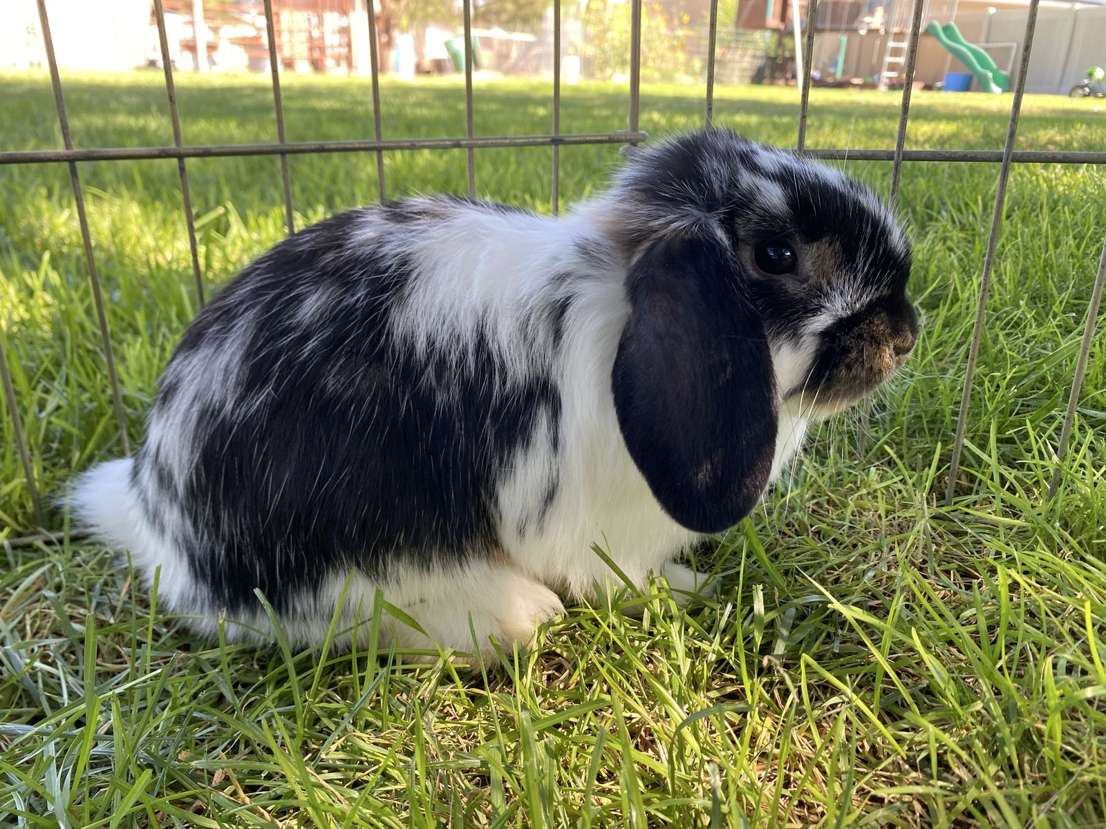 Holland Lop Doe 11 weeks