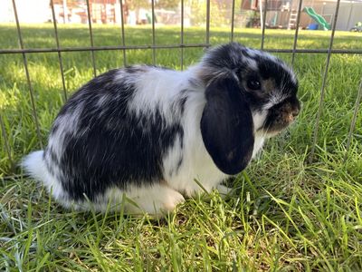 Holland Lop Doe 11 weeks