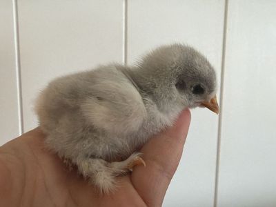 Bantam chicks
