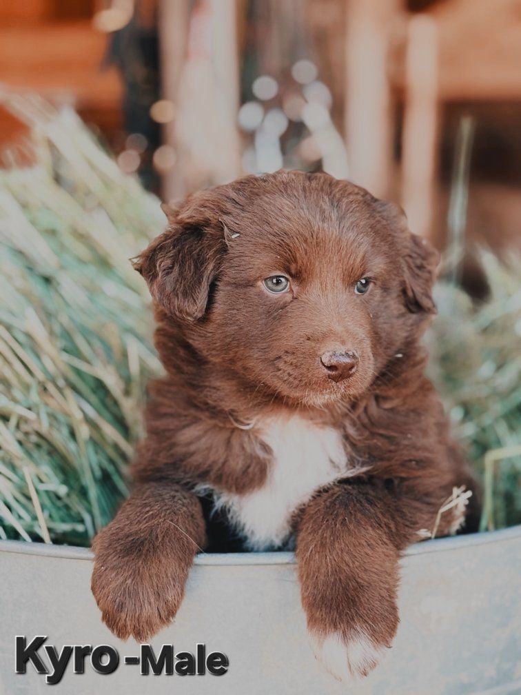 Adorable Full Breed Australian Shepherd Puppies