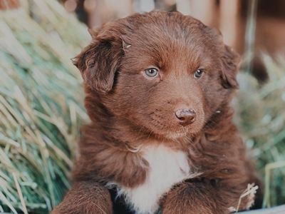 Adorable Full Breed Australian Shepherd Puppies