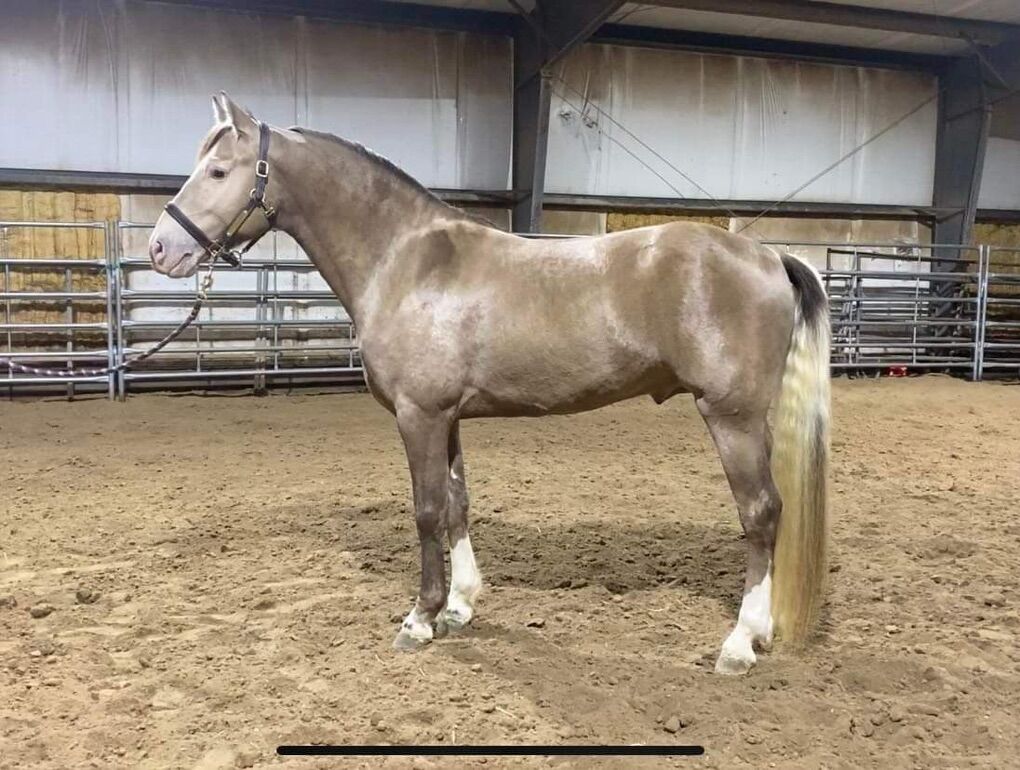 Missouri Foxtrotter Champagne Stallion Service