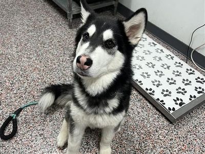 Hello my name is Cowboy