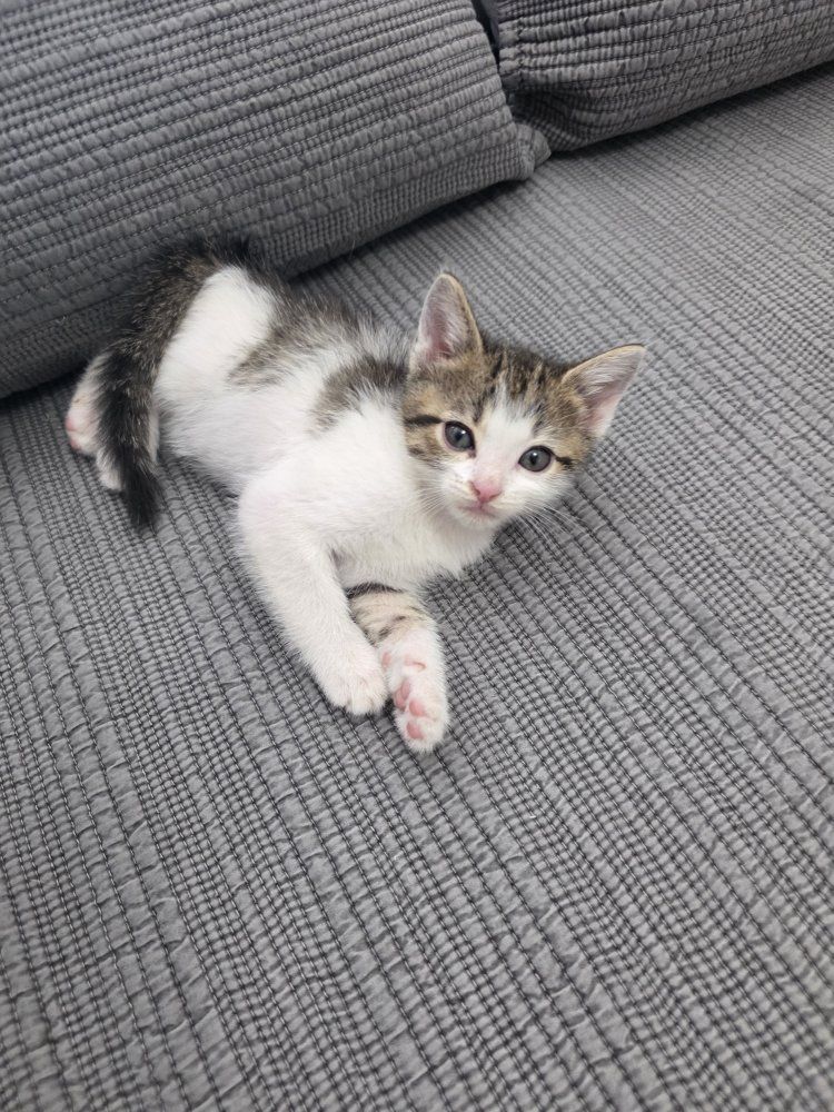 Sweet Kittens Ready for Their New Homes