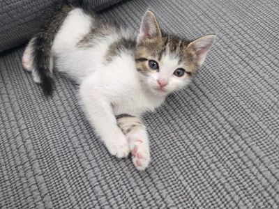 Sweet Kittens Ready for Their New Homes
