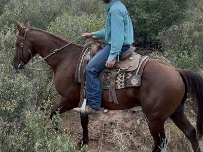 Great Riding 6 Yr Old Gelding!