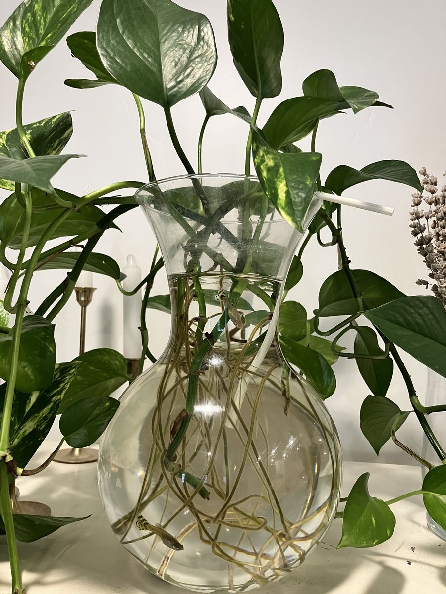 Clear Glass Vase/Fish Bowl with Live Guppy Fish and Pothos Plant - Unique Home Decor