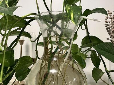 Clear Glass Vase/Fish Bowl with Live Guppy Fish and Pothos Plant - Unique Home Decor