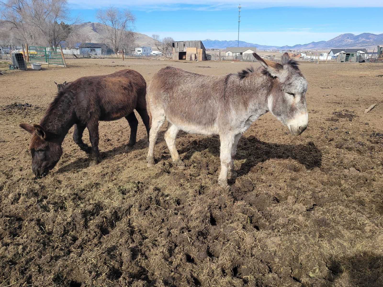 Two donkeys for sale