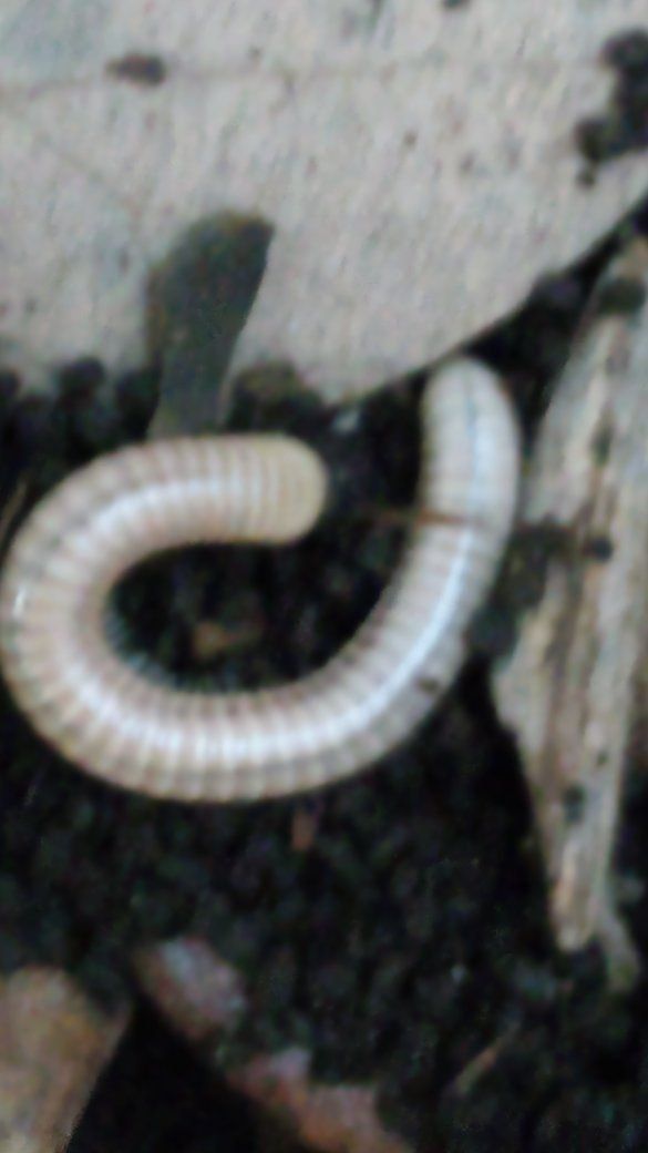 Anadenobolus ocraceus "Panama" Millipedes