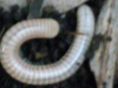 Anadenobolus ocraceus "Panama" Millipedes